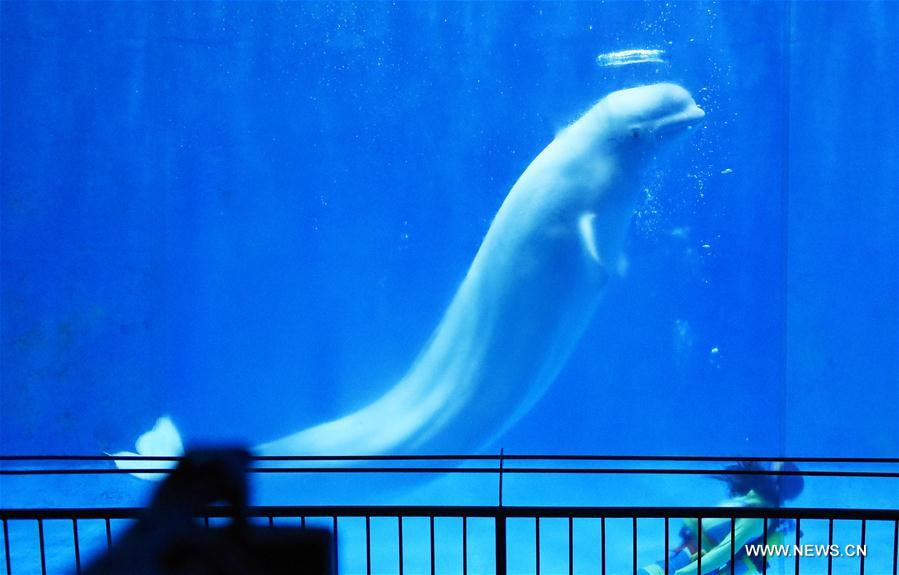 Baleias belugas fazem apresentação de dança no Harbin Polarland