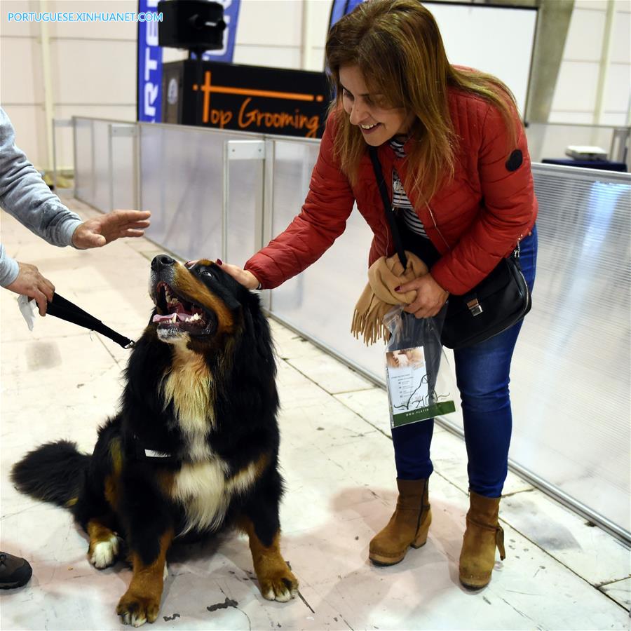 Salão de Animais de Estimação 2017 é realizado em Lisboa