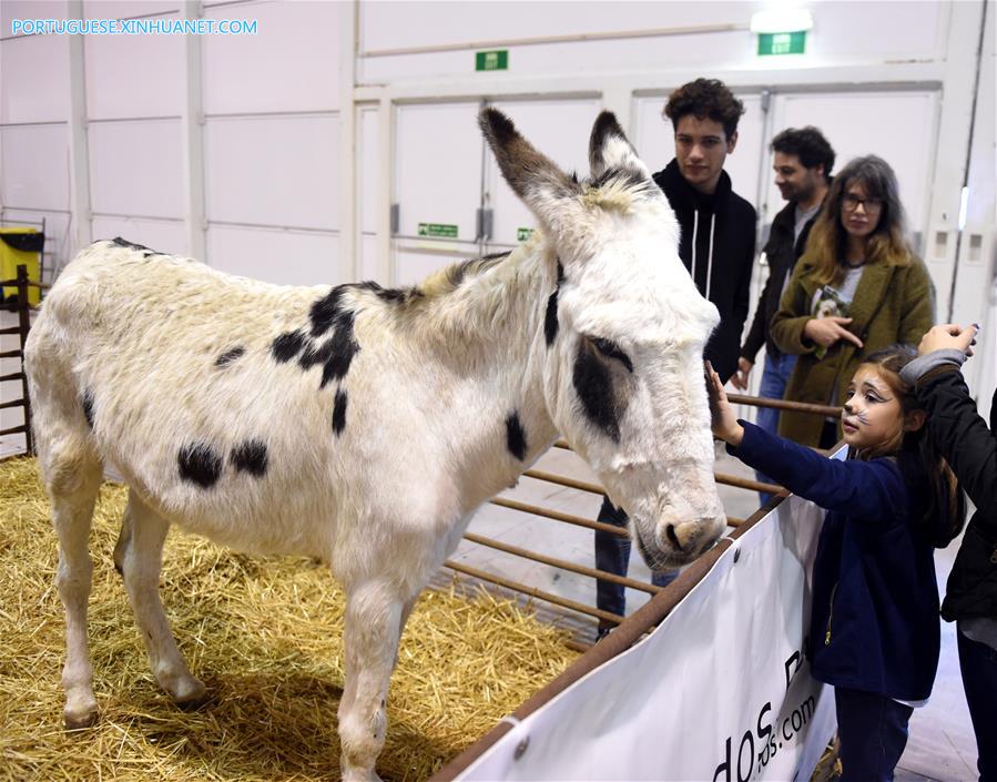 Salão de Animais de Estimação 2017 é realizado em Lisboa