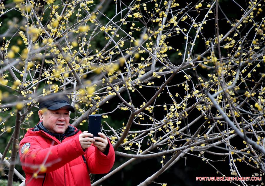 Flores de ameixa florescem no parque Quancheng em Jinan