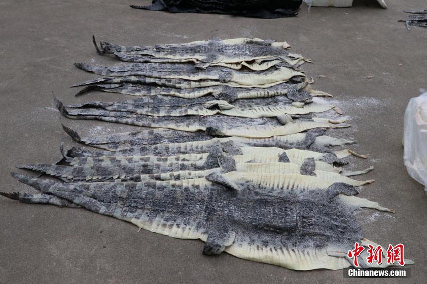 Polícia marítima de Guangxi apreende 1.609 exemplares de pele de crocodilo