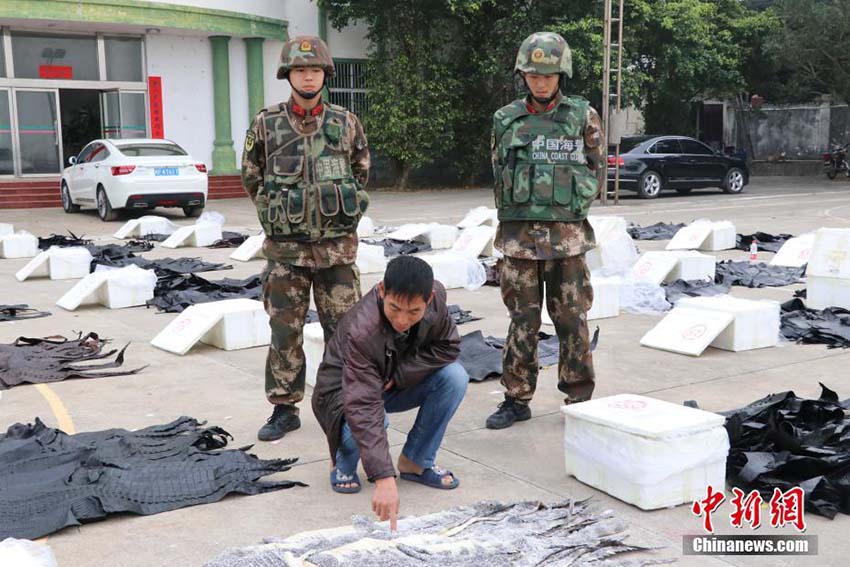 Polícia marítima de Guangxi apreende 1.609 exemplares de pele de crocodilo