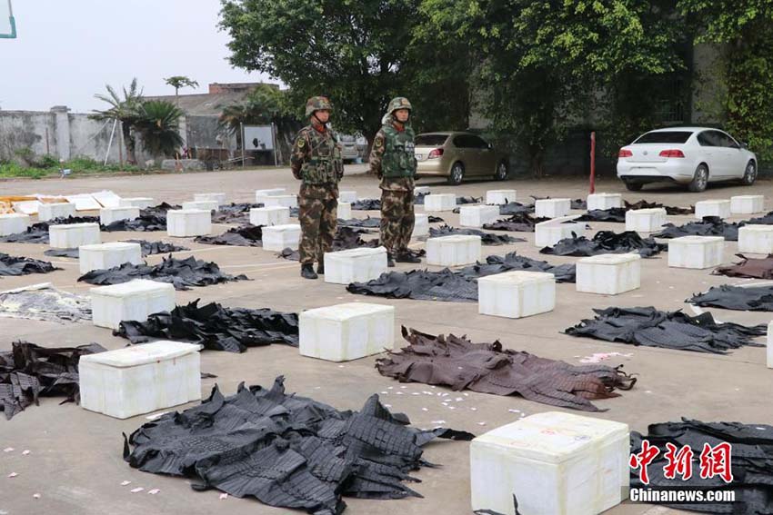 Polícia marítima de Guangxi apreende 1.609 exemplares de pele de crocodilo