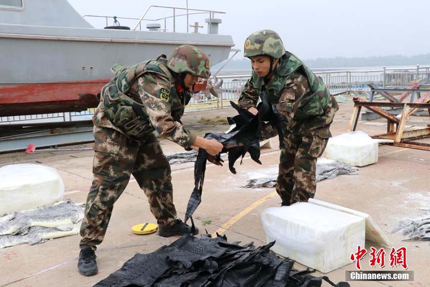 Polícia marítima de Guangxi apreende 1.609 exemplares de pele de crocodilo