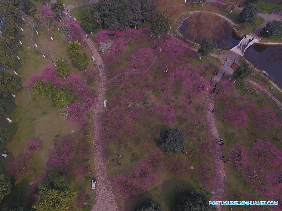 Visitantes apreciam a beleza das flores de ameixa em Changsha no centro da China