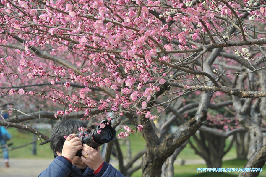 Visitantes apreciam a beleza das flores de ameixa em Changsha no centro da China