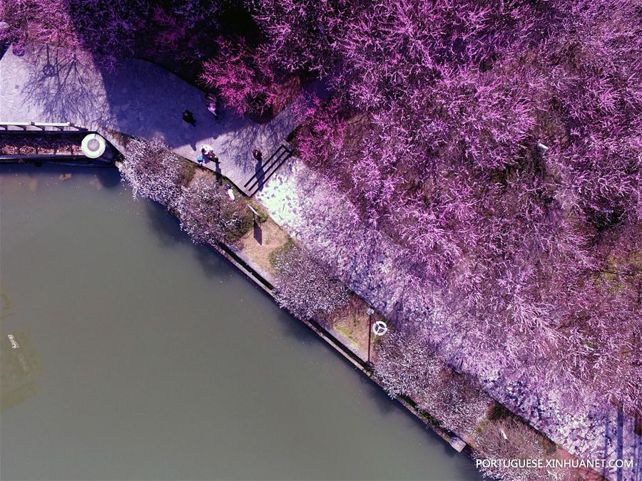 Florescimento das flores de ameixa anuncia a chegada da primavera