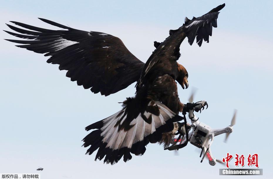 Militar francês treina águias para capturar drones ilegais