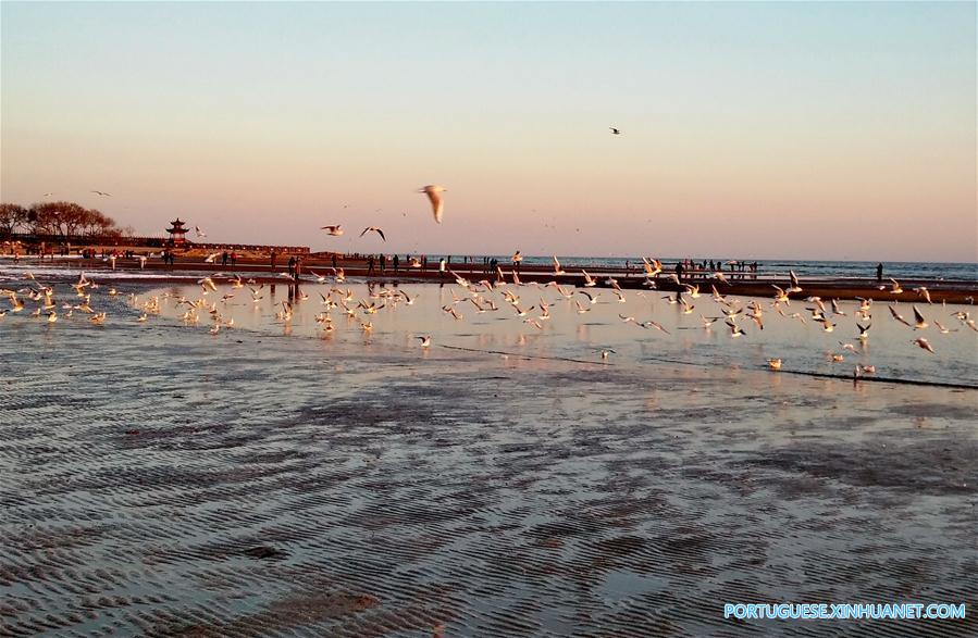 Gaivotas encantam turistas na zona costeira de Qinhuangdao no norte da China