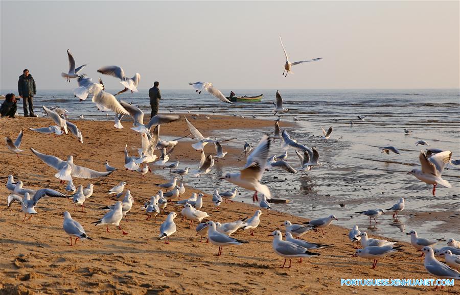 Gaivotas encantam turistas na zona costeira de Qinhuangdao no norte da China