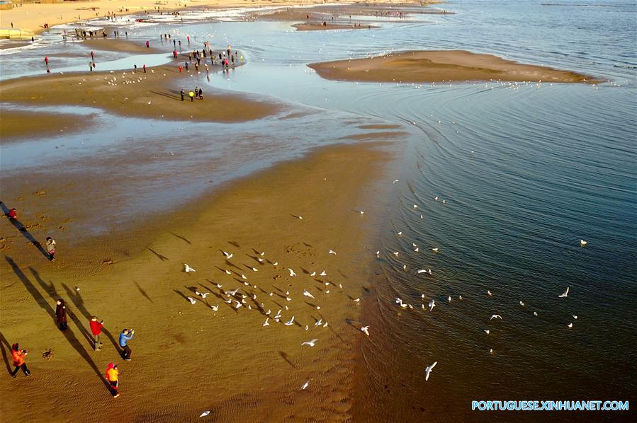 Gaivotas encantam turistas na zona costeira de Qinhuangdao no norte da China