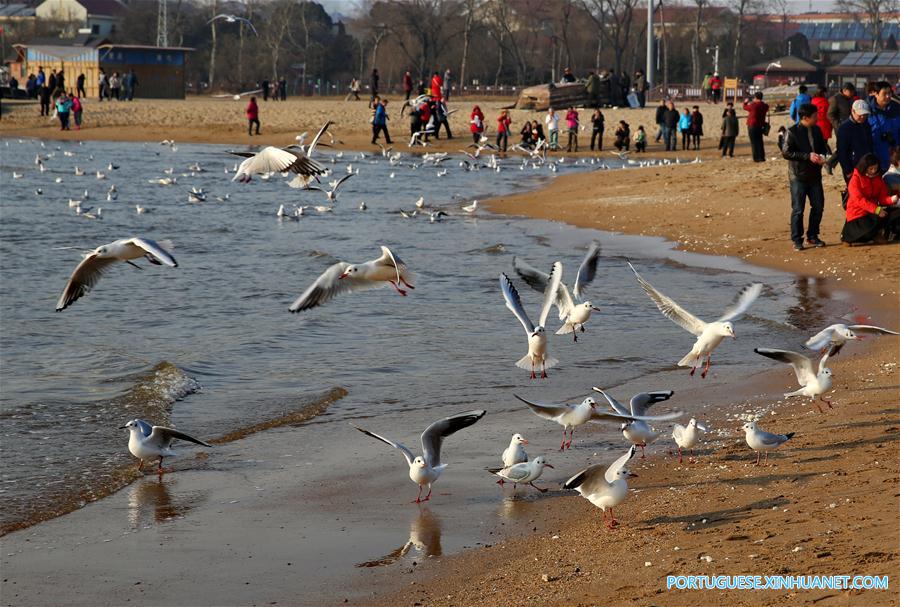 Gaivotas encantam turistas na zona costeira de Qinhuangdao no norte da China