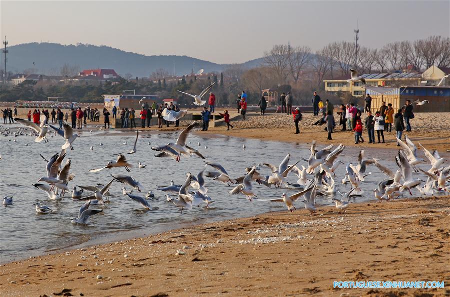 Gaivotas encantam turistas na zona costeira de Qinhuangdao no norte da China