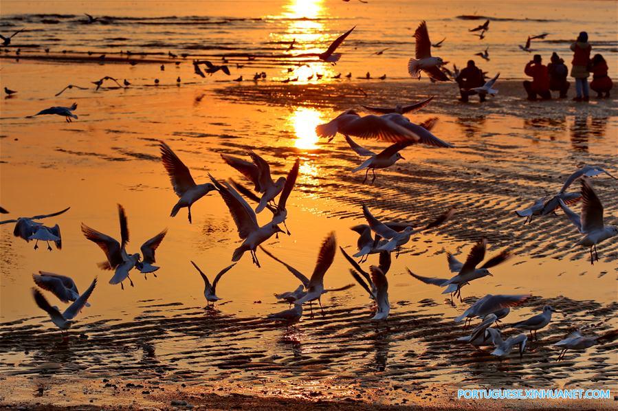 Gaivotas encantam turistas na zona costeira de Qinhuangdao no norte da China