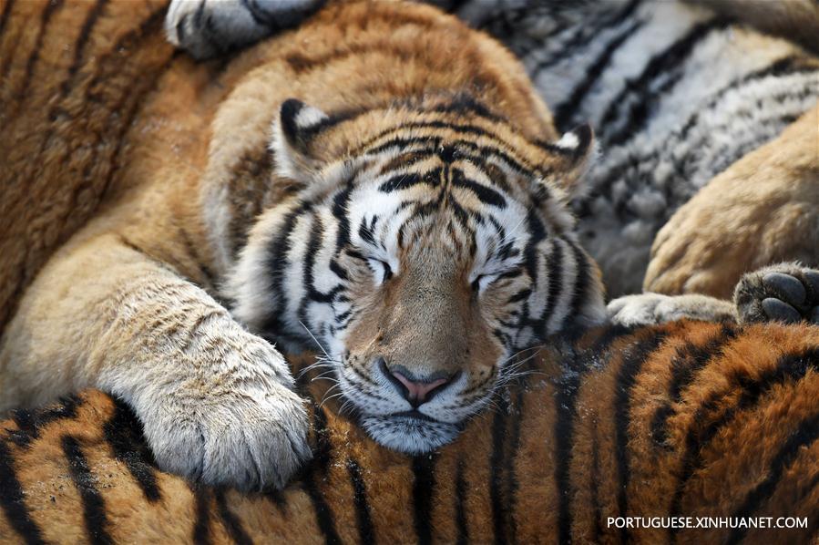 Tigres siberianos de Harbin enfrentam sobrepeso