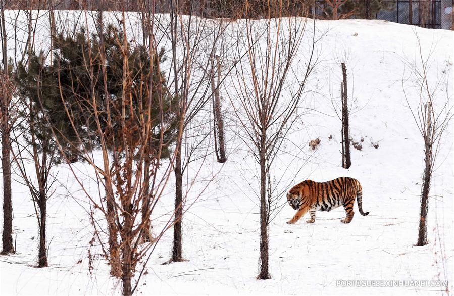 Tigres siberianos de Harbin enfrentam sobrepeso