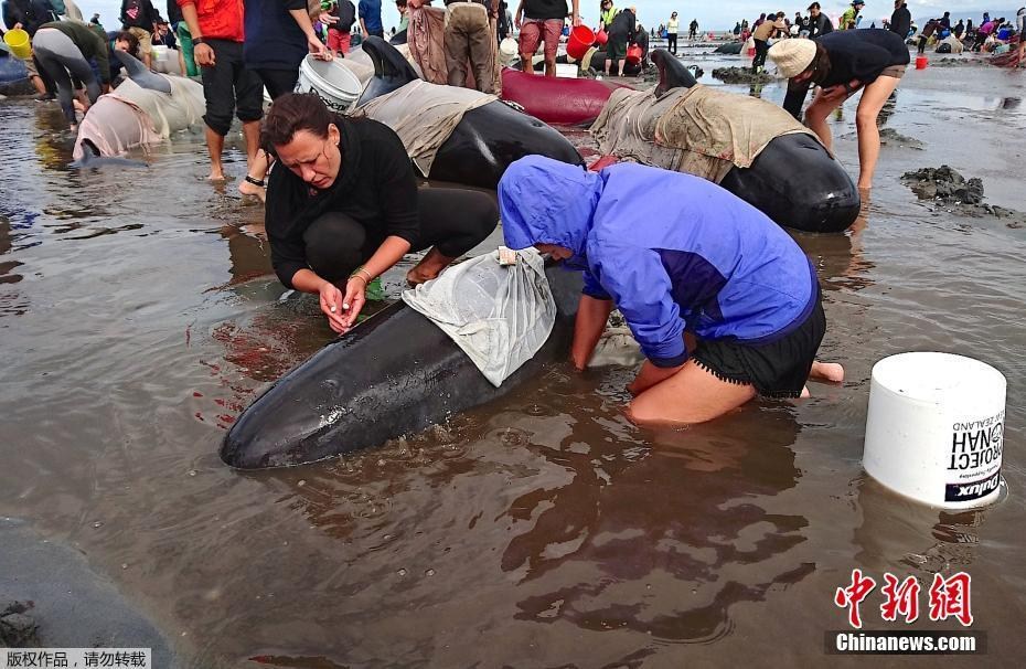 Centenas de baleias mortas colocam em risco a segurança de uma praia na Nova Zelândia