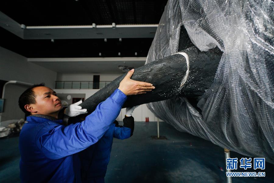 Cachalote embalsamado em exposição na praia de Sanmin, província de Jiangsu