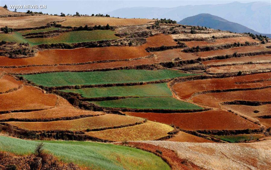 Panorama dos terraços de solo vermelho no sudoeste da China