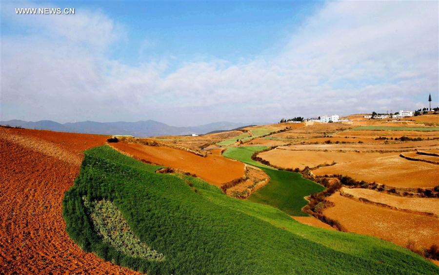 Panorama dos terraços de solo vermelho no sudoeste da China