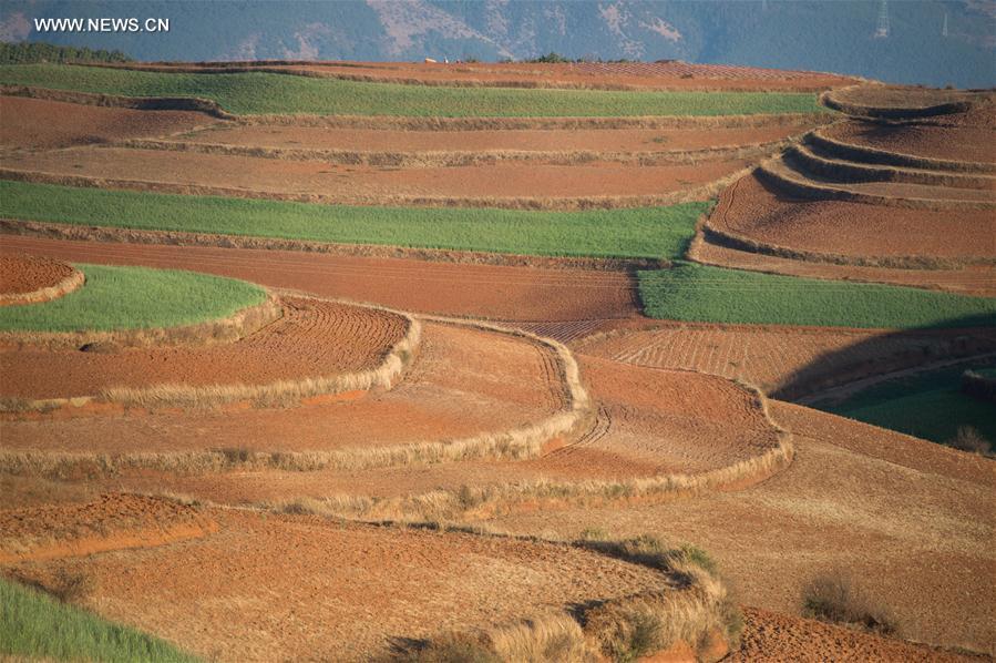 Panorama dos terraços de solo vermelho no sudoeste da China