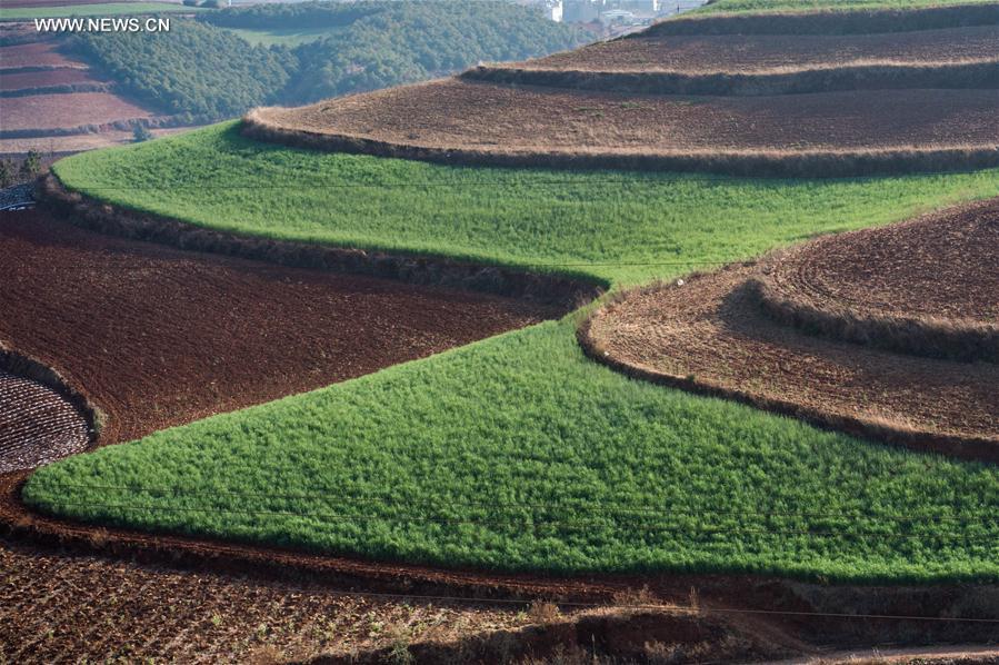 Panorama dos terraços de solo vermelho no sudoeste da China