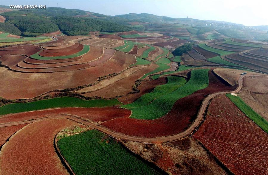 Panorama dos terraços de solo vermelho no sudoeste da China