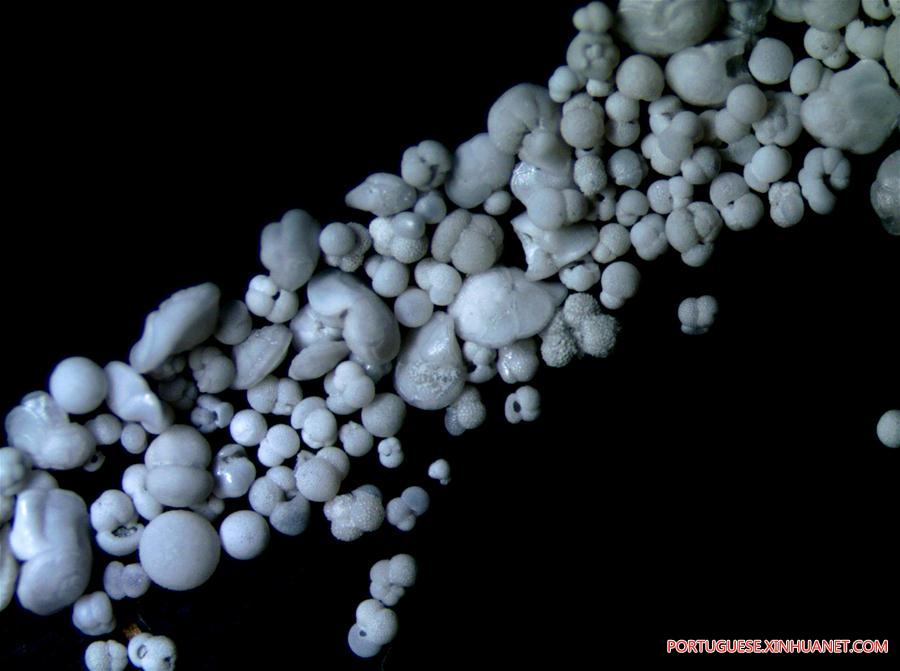 Expedição ao Mar do Sul da China extrai amostras de protozoários foraminíferos