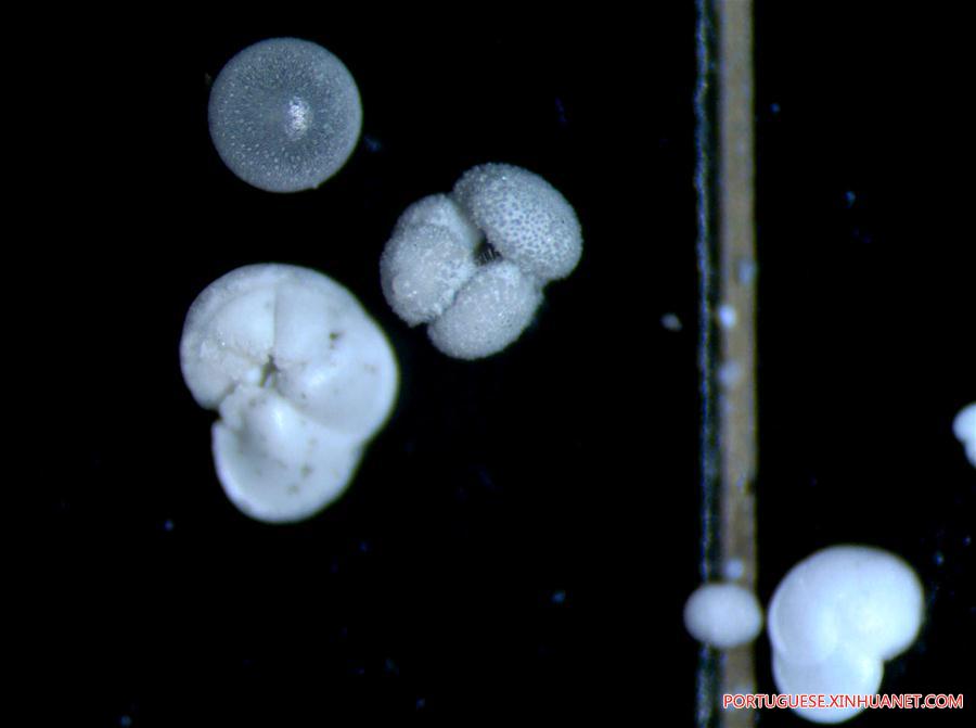 Expedição ao Mar do Sul da China extrai amostras de protozoários foraminíferos