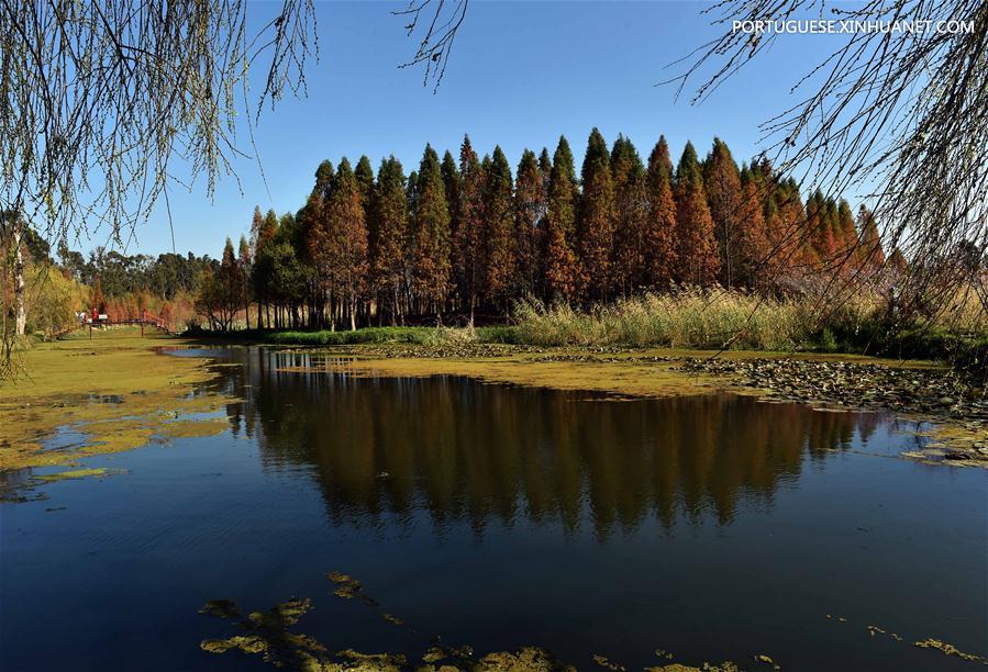 Turistam visitam parque de pantanal na área turística do Lago Dianchi em Kunming