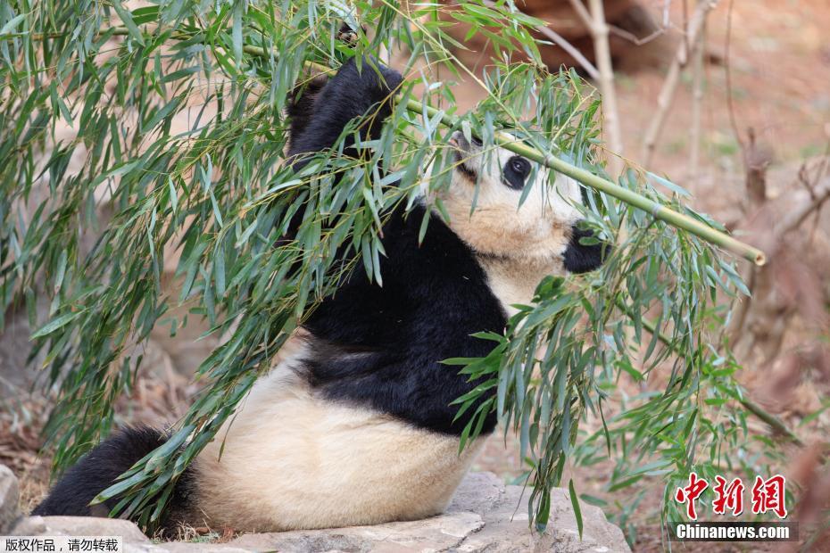 Panda gigante nos EUA volta para a China