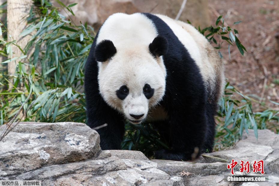 Panda gigante nos EUA volta para a China