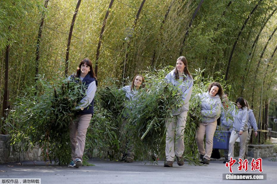 Panda gigante nos EUA volta para a China