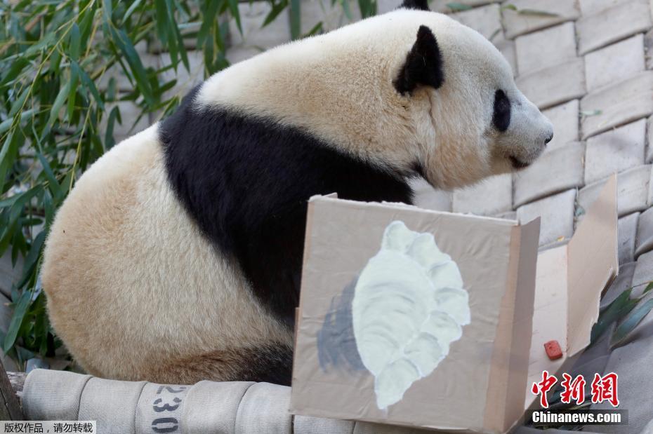 Panda gigante nos EUA volta para a China