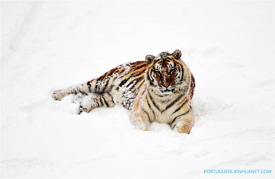 Em imagens: tigres siberianos no nordeste da China