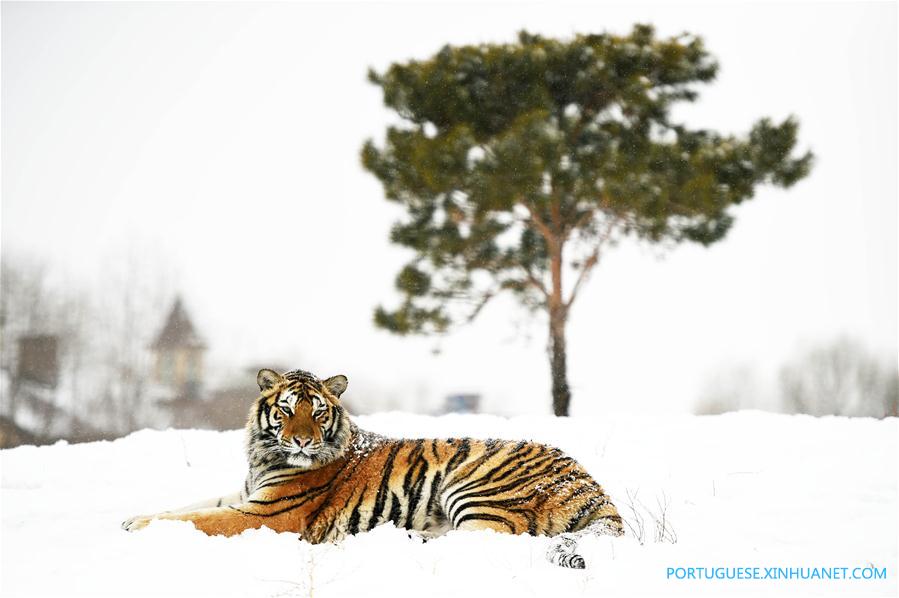 Em imagens: tigres siberianos no nordeste da China