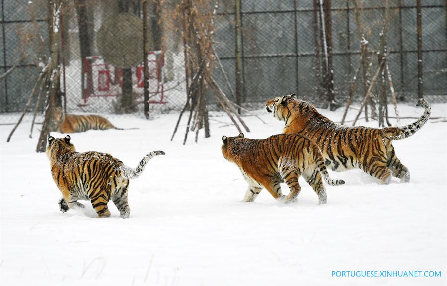 Em imagens: tigres siberianos no nordeste da China