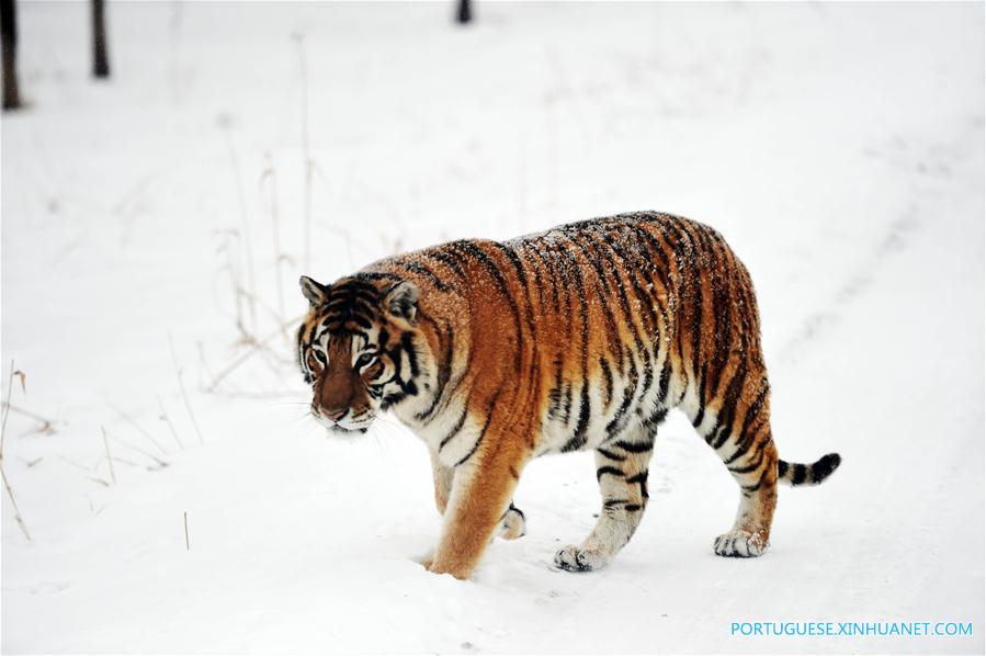 Em imagens: tigres siberianos no nordeste da China