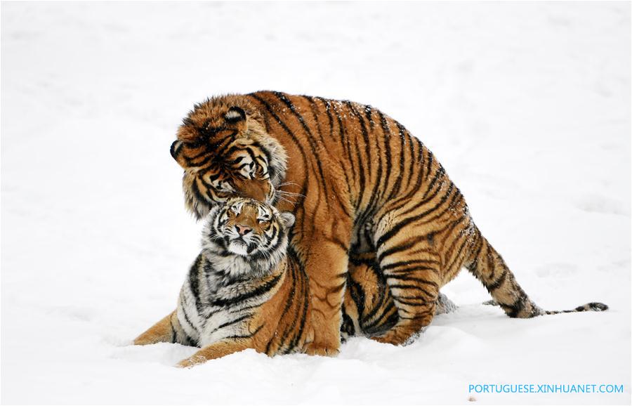 Em imagens: tigres siberianos no nordeste da China