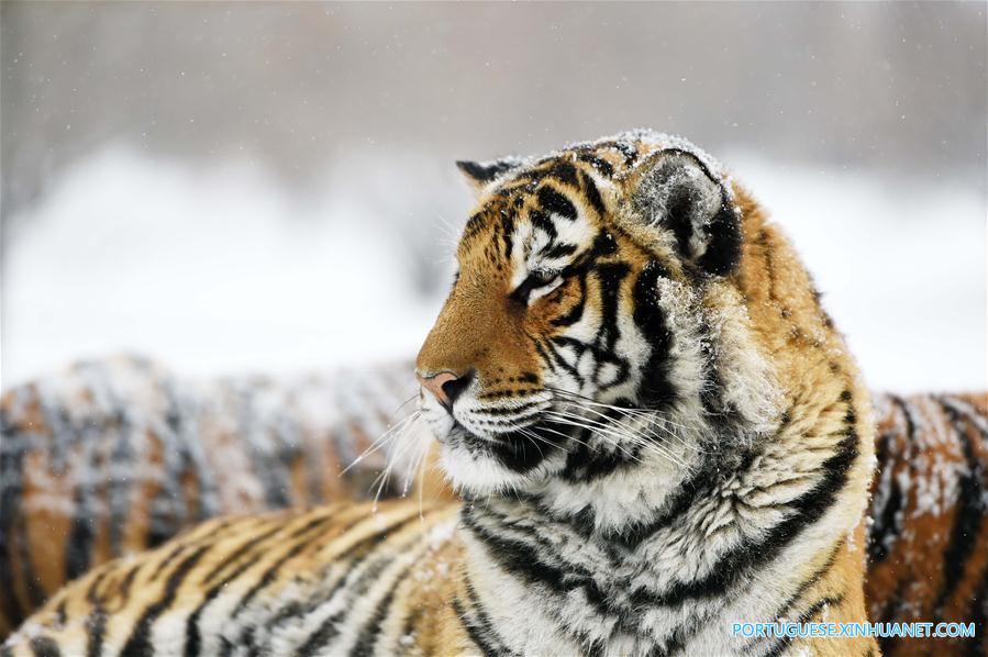 Em imagens: tigres siberianos no nordeste da China