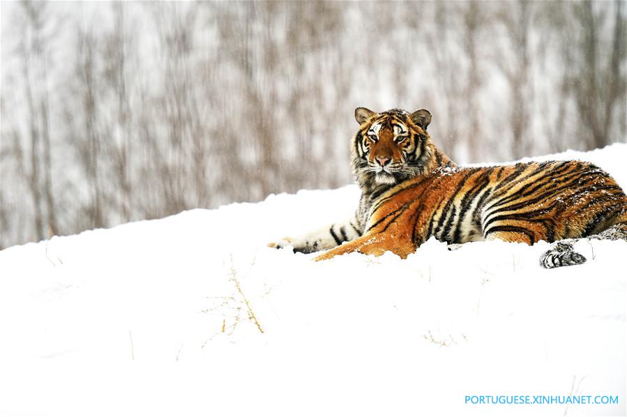 Em imagens: tigres siberianos no nordeste da China