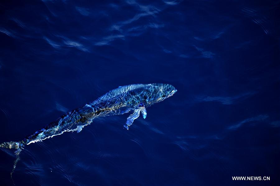 Dalfinhos“Mahi-mahi” fotografados durante expedição no Mar do Sul da China