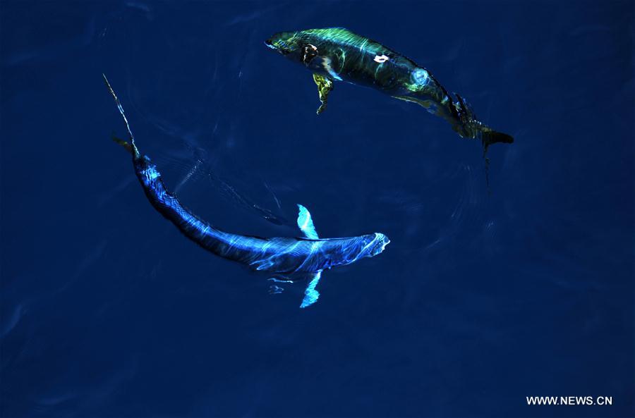 Dalfinhos“Mahi-mahi” fotografados durante expedição no Mar do Sul da China