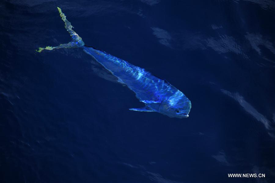 Dalfinhos“Mahi-mahi” fotografados durante expedição no Mar do Sul da China