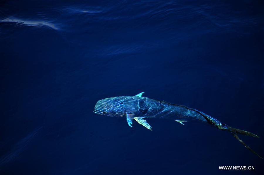 Dalfinhos“Mahi-mahi” fotografados durante expedição no Mar do Sul da China