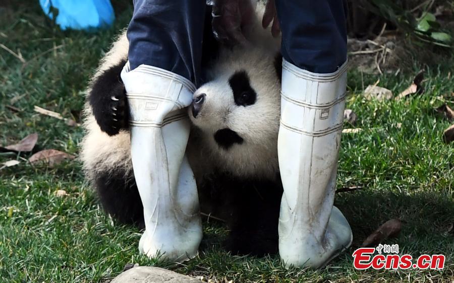 Pequeno panda perseverante faz as delícias dos internautas