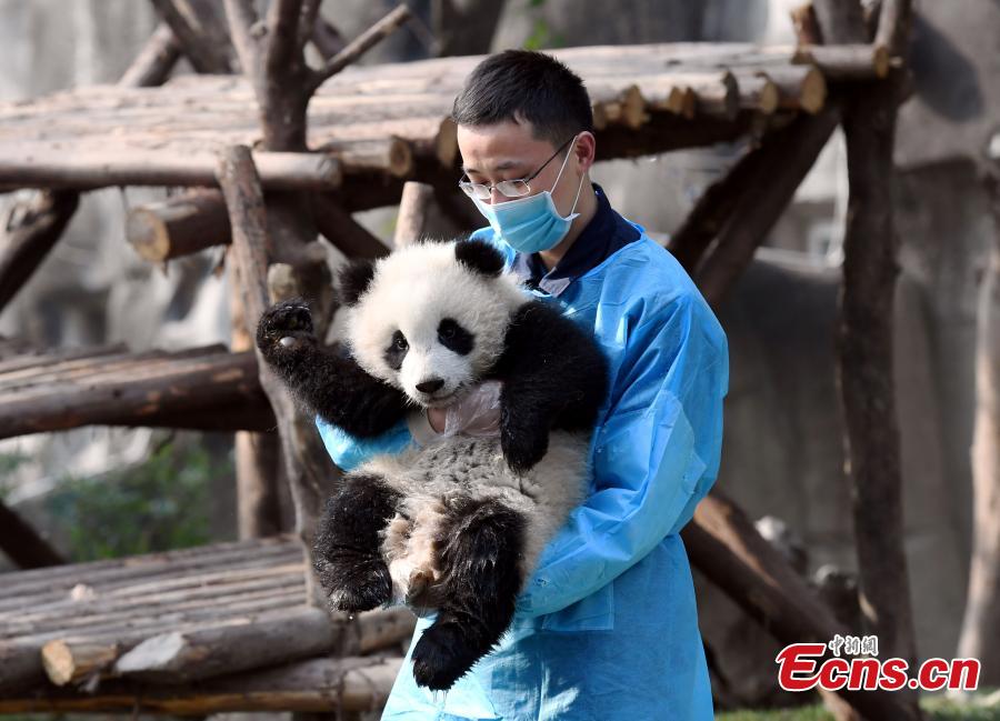 Pequeno panda perseverante faz as delícias dos internautas