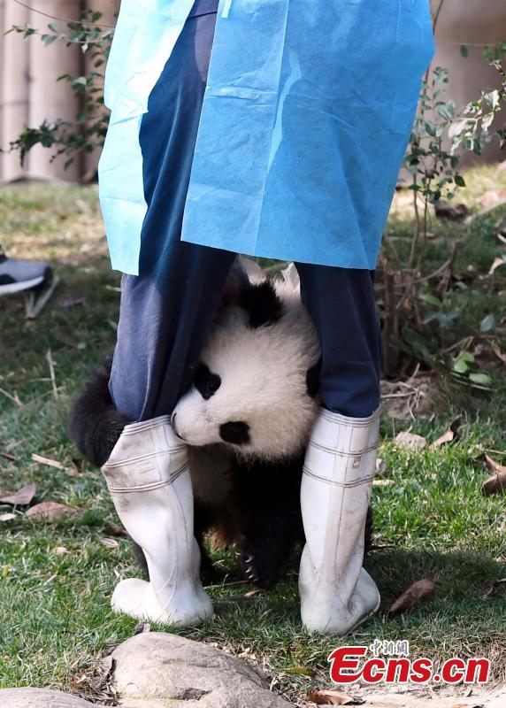 Pequeno panda perseverante faz as delícias dos internautas