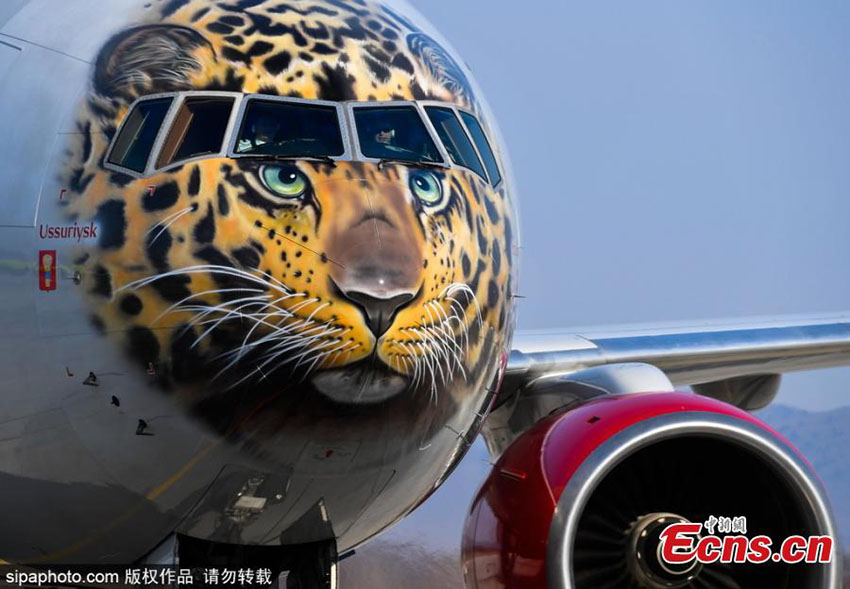 Voando para salvar leopardo mais raro do mundo
