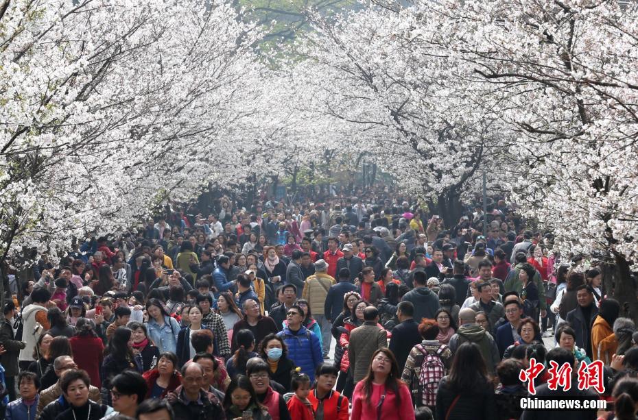 Multidões juntam-se na Avenida das Flores de Cerejeira de Nanjing para apreciar beleza primaveril